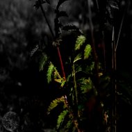 JSE - Burgundy