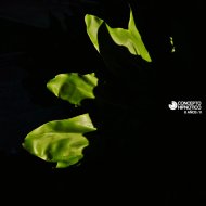 Dangelo (Arg) - First Stage