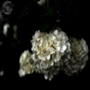 JSE - Walnut (Original Mix)
