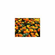 Mindfulness Healing Bgm Project - Tuesday & Attraction