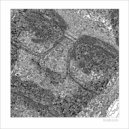 Biobird - Abstraction